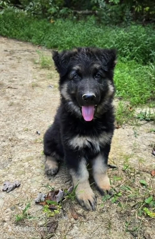 Magnum – German Shepherd Dog puppy for sale in Cumberland, MD
