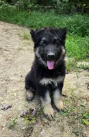 Magnum, a male German Shepherd Dog for sale in Cumberland, MD – 1 of 4
