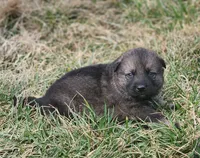 Shepherd Husky MALE 3, a male German Shepherd Dog and Siberian Husky for sale in Cumberland, MD – Photo 2 of 3