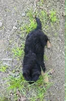 PLUSH BOY 2 , a male German Shepherd Dog for sale in Cumberland, MD – 7 of 10