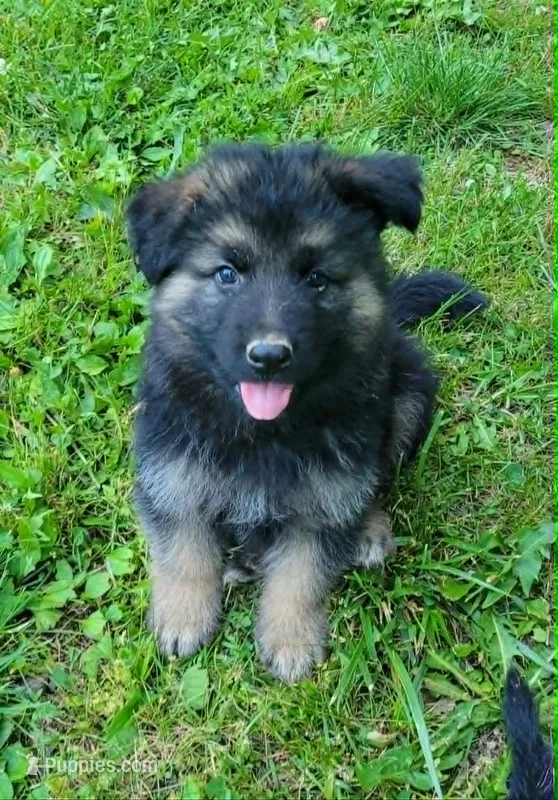 Big Boy 2 – German Shepherd Dog puppy for sale in Cumberland, MD