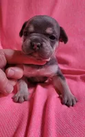 PEANUT, a female Frenchton for sale in Cumberland, MD – 5 of 10