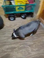 TRIXIE, a female Frenchton for sale in Cumberland, MD – Photo 3 of 3