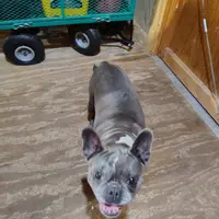 TRIXIE, a female Frenchton for sale in Cumberland, MD – Photo 1 of 3
