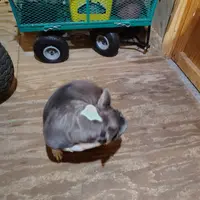 TRIXIE, a female Frenchton for sale in Cumberland, MD – Photo 2 of 3