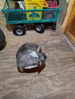 TRIXIE, a female Frenchton for sale in Cumberland, MD – Photo 2 of 3