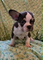 Undeniably Handsome, a male French Bulldog for sale in Cumberland, MD – 5 of 10