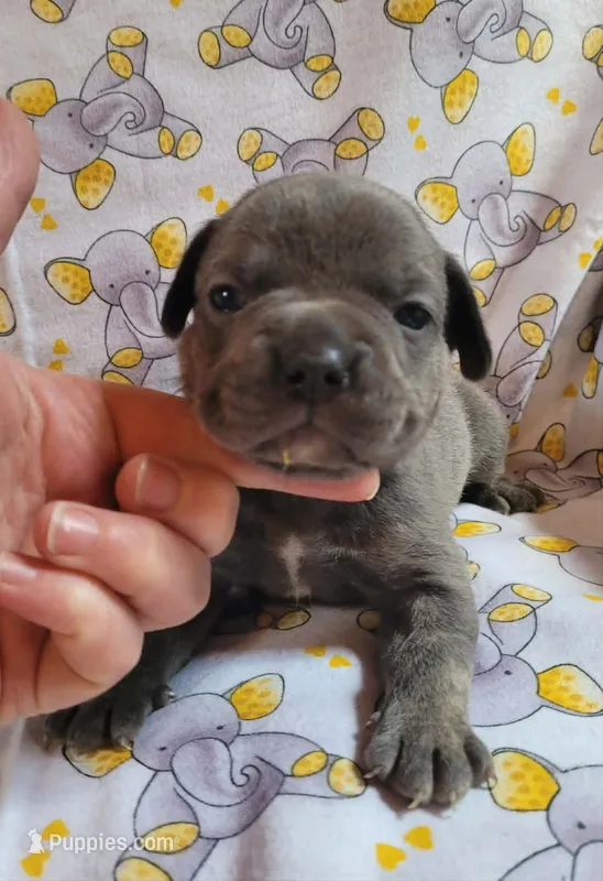 LIL BOY 1 – French Bulldog puppy for sale in Cumberland, MD