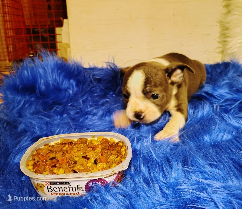FRIAR TUCK – Frenchton puppy for sale in Cumberland, MD