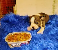FRIAR TUCK, a male Frenchton for sale in Cumberland, MD – 1 of 8
