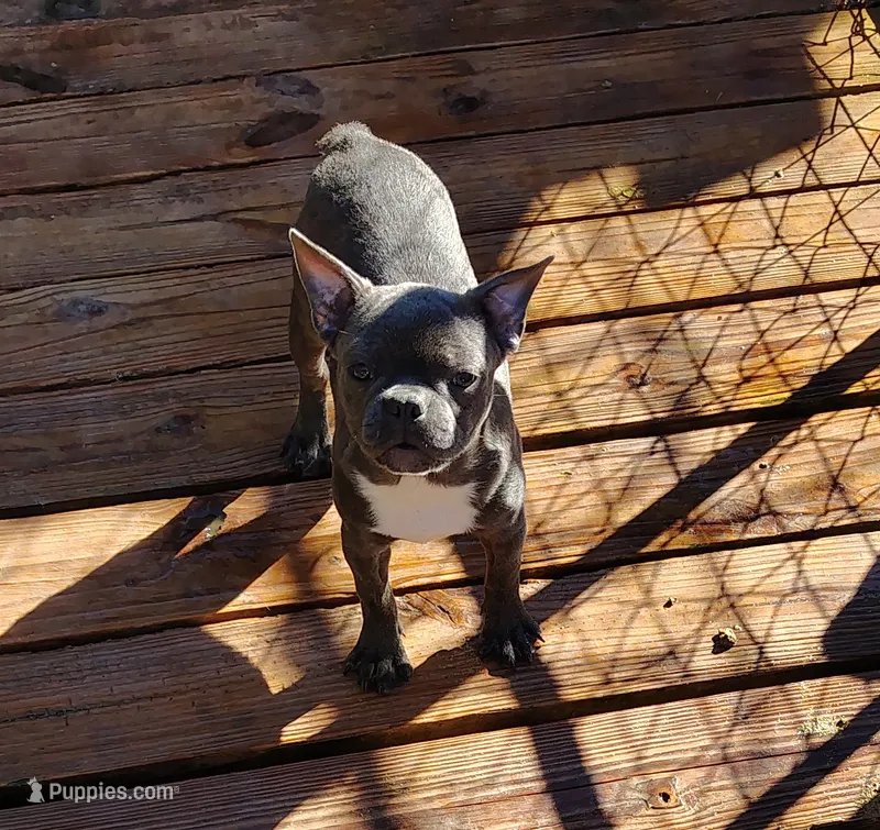 MOANA – Frenchton puppy for sale in Cumberland, MD