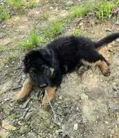 PLUSH BOY 2 , a male German Shepherd Dog for sale in Cumberland, MD – 5 of 10