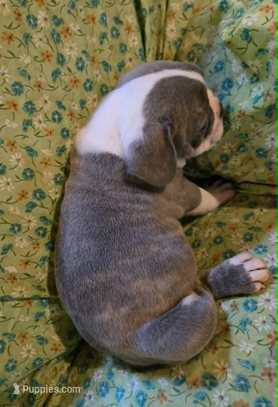 Sparky – French Bulldog puppy for sale in Cumberland, MD