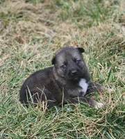 Shepherd Husky FEMALE 6, a female German Shepherd Dog and Siberian Husky for sale in Cumberland, MD – Photo 1 of 3