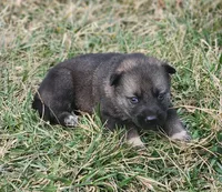 Shepherd Husky FEMALE 6, a female German Shepherd Dog and Siberian Husky for sale in Cumberland, MD – Photo 3 of 3