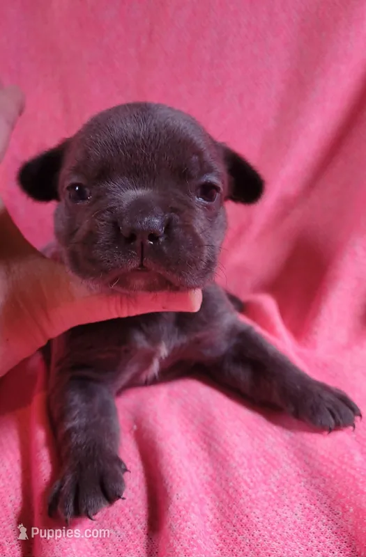 LIL GIRL 2 – French Bulldog puppy for sale in Cumberland, MD