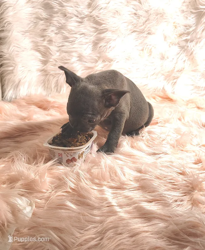 ESMERELDA – Frenchton puppy for sale in Cumberland, MD