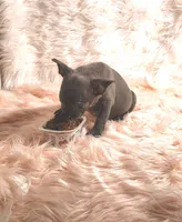 ESMERELDA, a female Frenchton for sale in Cumberland, MD – 1 of 9