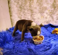 FRIAR TUCK, a male Frenchton for sale in Cumberland, MD – 4 of 8