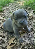LIL BOY 2, a male Frenchton for sale in Cumberland, MD – 2 of 9
