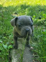 LIL GIRL 3, a female Frenchton for sale in Cumberland, MD – 3 of 8