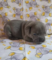 LIL BOY 1, a male Frenchton for sale in Cumberland, MD – 8 of 10