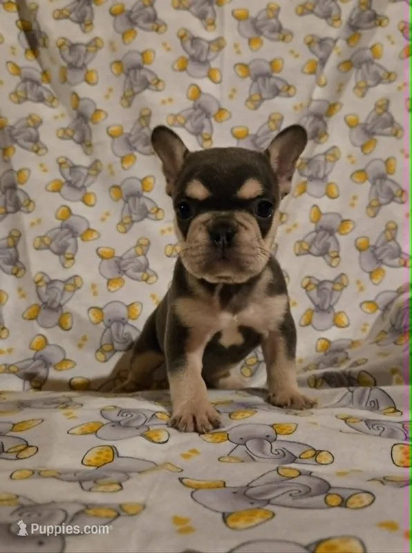 Patty  – French Bulldog puppy for sale in Cumberland, MD
