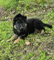 PLUSH BOY 2 , a male German Shepherd Dog for sale in Cumberland, MD – 6 of 10