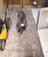 TRIXIE, a female Frenchton for sale in Cumberland, MD – 4 of 5