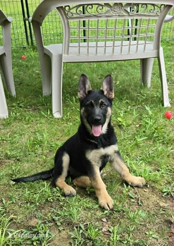 LOVER GIRL – German Shepherd Dog puppy for sale in Cumberland, MD