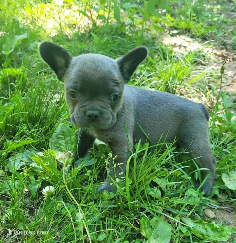 LIL GIRL 2 – French Bulldog puppy for sale in Cumberland, MD
