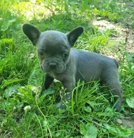 LIL GIRL 2, a female Frenchton for sale in Cumberland, MD – 1 of 9
