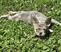 BEAUTY, a female French Bulldog for sale in Cumberland, MD – 4 of 10