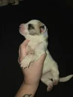MALE 1, a male German Shepherd Dog and Great Pyrenees for sale in Cumberland, MD – 2 of 3