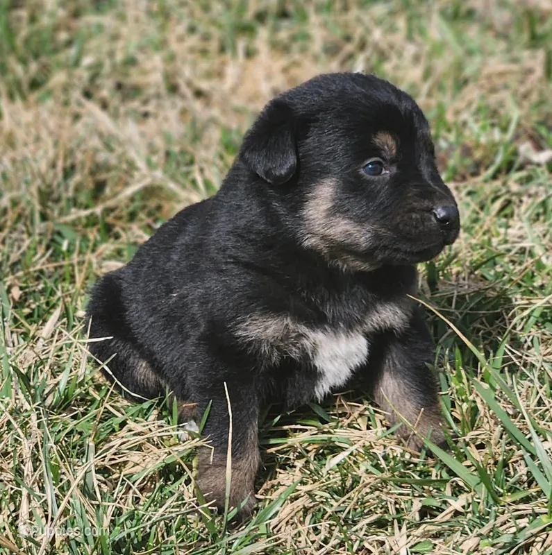 Golden Shepherd MALE 3 – German Shepherd Dog, English Cream Golden Retriever puppy for sale in Cumberland, MD