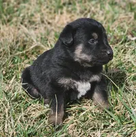 Golden Shepherd MALE 3, a male German Shepherd Dog and English Cream Golden Retriever for sale in Cumberland, MD – Photo 1 of 3