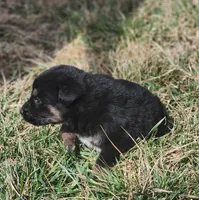 Golden Shepherd MALE 3, a male German Shepherd Dog and English Cream Golden Retriever for sale in Cumberland, MD – Photo 2 of 3