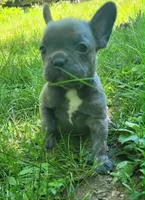 LIL GIRL 1, a female Frenchton for sale in Cumberland, MD – 3 of 10