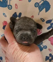 LIL GIRL 3, a female French Bulldog for sale in Cumberland, MD – 3 of 3