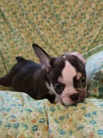 Undeniably Handsome, a male French Bulldog for sale in Cumberland, MD – 6 of 10