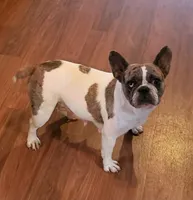 Undeniably Handsome, a male French Bulldog for sale in Cumberland, MD – 10 of 10