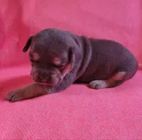 PEANUT, a female Frenchton for sale in Cumberland, MD – 6 of 10