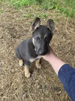 BABY GIRL, a female German Shepherd Dog and Siberian Husky for sale in Cumberland, MD – Photo 2 of 2