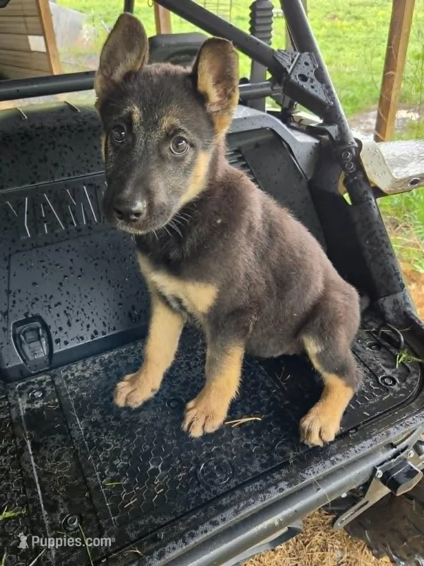BABY GIRL – German Shepherd Dog, Siberian Husky puppy for sale in Cumberland, MD