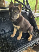 BABY GIRL, a female German Shepherd Dog and Siberian Husky for sale in Cumberland, MD – Photo 1 of 2
