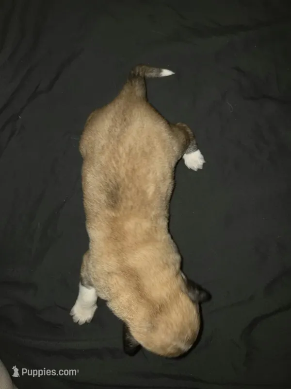 FEMALE 7 – German Shepherd Dog, Great Pyrenees puppy for sale in Cumberland, MD