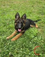 Cotton , a female German Shepherd Dog for sale in Cumberland, MD – 2 of 10