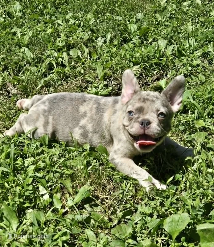BEAUTY – French Bulldog puppy for sale in Cumberland, MD