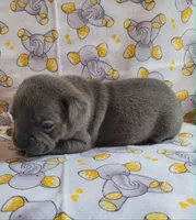LIL BOY 1, a male Frenchton for sale in Cumberland, MD – 9 of 10