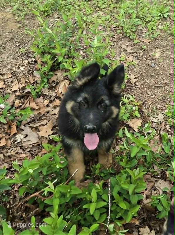 PLUSH BOY 2  – German Shepherd Dog puppy for sale in Cumberland, MD